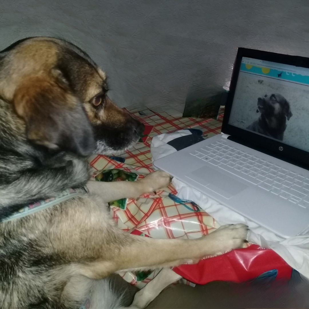 Perro creando su página web en una laptop.